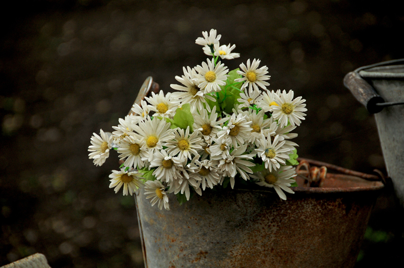 Daisies by Al Rogosin